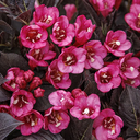 Coco Chill Weigela - 1 Gallon