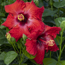 Jazzy Jewel Ruby Hibiscus - Patio Tree