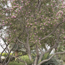 Timeless Beauty Desert Willow - 15 Gallon