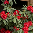 Taurus Rhododendron - 5 Gallon