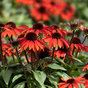 Sombrero Sangrita Coneflower - 1 Gallon
