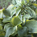 Earth Angel Hosta - 1 Gallon