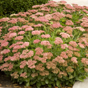 Autumn Joy Sedum -1 Gallon