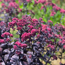 Mojave Jewels Ruby Sedum - 1 Gallon