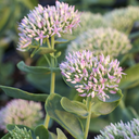 Evolution Pink Prism Sedum - 1 Gallon
