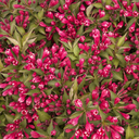 Crimson Kisses Weigela