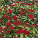 Compact Spicy Jatropha - 1 Gallon