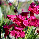 Sweet Bubba Desert Willow - 5 Gallon