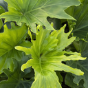 Lickity Split Philodendron - 6"