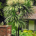 Blue Dracaena Palm