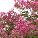Petite Plum Crape Myrtle - 5 Gallon