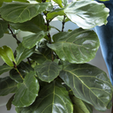 Fiddle Leaf Fig