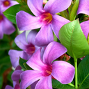 Sun Parasol Original XP Bluephoria Mandevilla - 1 Gallon