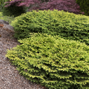 Nest Spruce - 5 Gallon