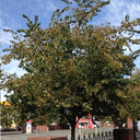 Washington Hawthorn