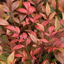 Gulf Stream Heavenly Bamboo - 2 Gallon