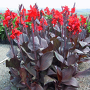 Tropicanna Black Canna - 1 Gallon