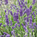 Aromatico Blue Imp. Lavender - 1 Gallon