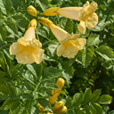 Yellow Trumpet Vine - 5 Gallon