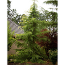 Golden Deodar Cedar