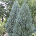 Moonglow Juniper - 1 Gallon