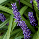 Big Blue Lilyturf - 1 Gallon