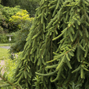 Weeping Norway Spruce - 5 Gallon