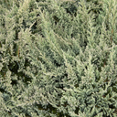 Blue Chip Juniper - 1 Gallon