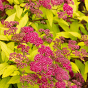 Goldflame Spirea - 1 Gallon