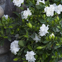 Everblooming Gardenia - 1 Gallon