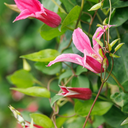 Princess Diana Clematis