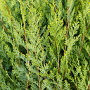 Spartan Juniper - 5 Gallon