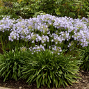 Agapanthus