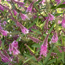 Wiri Blush Hebe - 1 Gallon