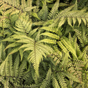 Jurassic Pterodactyl Eared Lady Fern