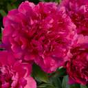 Paul M. Wild Peony - 2 Gallon