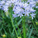 Baby Pete Agapanthus - 1 Gallon