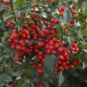 Berri-Magic Royalty Holly Combination - 5 Gallon