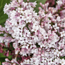 Little Darling Lilac