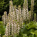 Oak Leaf Acanthus - 2 Gallon