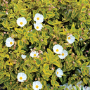Mickie Rock Rose - 2 Gallon