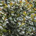 Scallywag Holly - 1 Gallon