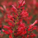 Kudos Red Agastache - 1 Gallon