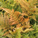 Brilliance Autumn Fern - 1 Gallon