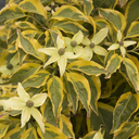 Summer Gold Chinese Dogwood - 5 Gallon