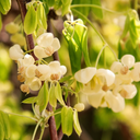 White Flowered Chocolate Vine - 1 Gallon