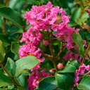 Tuscarora Crape Myrtle - 5 Gallon