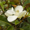 Bracken's Brown Beauty Magnolia - 5 Gallon