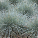 Elijah Blue Fescue - 1 Gallon