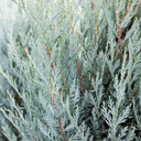 Moonglow Juniper - 5 Gallon